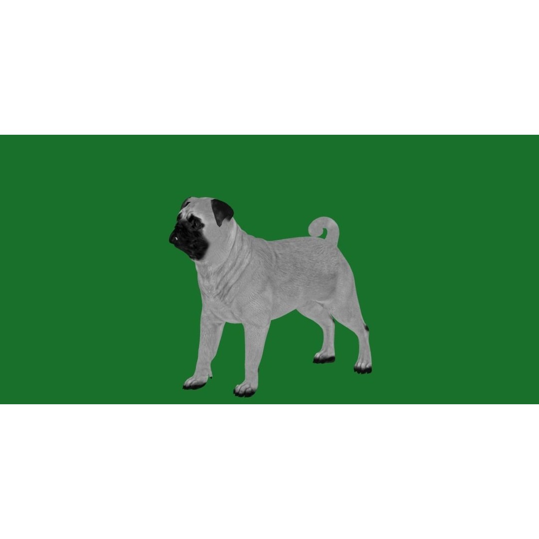 Pug Dog 3D Model – Low Poly Game Ready Character with Animations - View 9