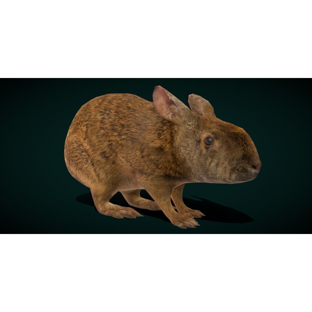Lower Keys Marsh Rabbit 3D Model – Low Poly Game Asset, FBX, PBR