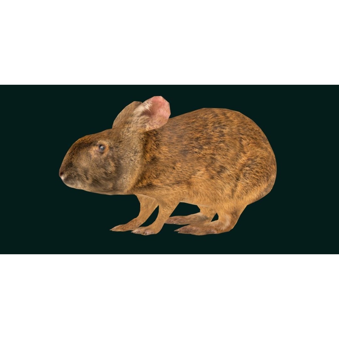Lower Keys Marsh Rabbit 3D Model – Low Poly Game Asset, FBX, PBR - View 14