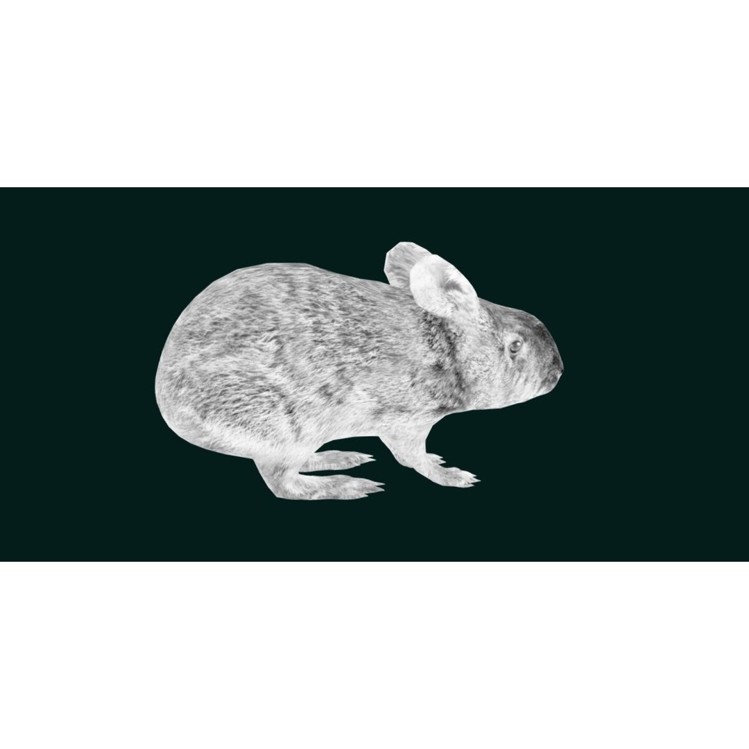 Lower Keys Marsh Rabbit 3D Model – Low Poly Game Asset, FBX, PBR - View 16
