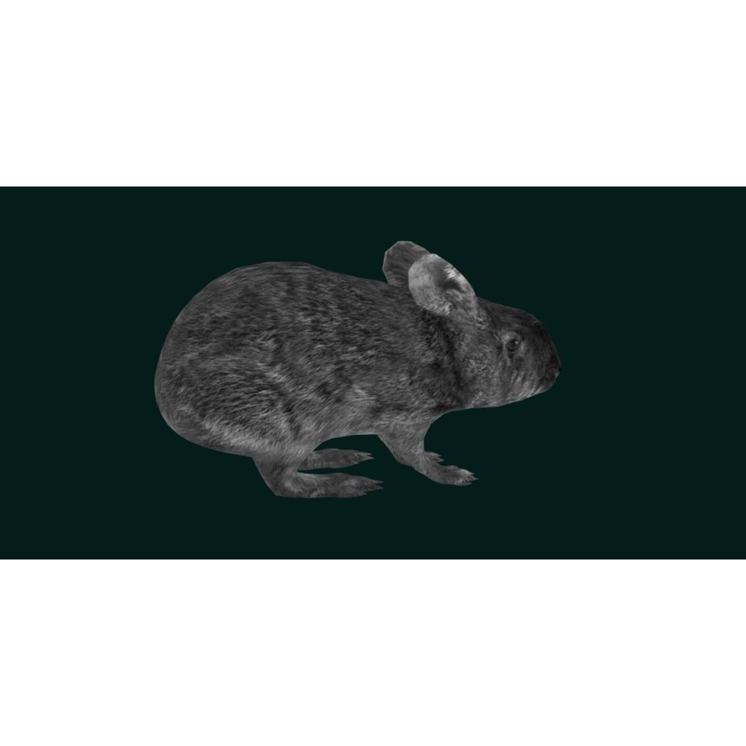 Lower Keys Marsh Rabbit 3D Model – Low Poly Game Asset, FBX, PBR - View 17