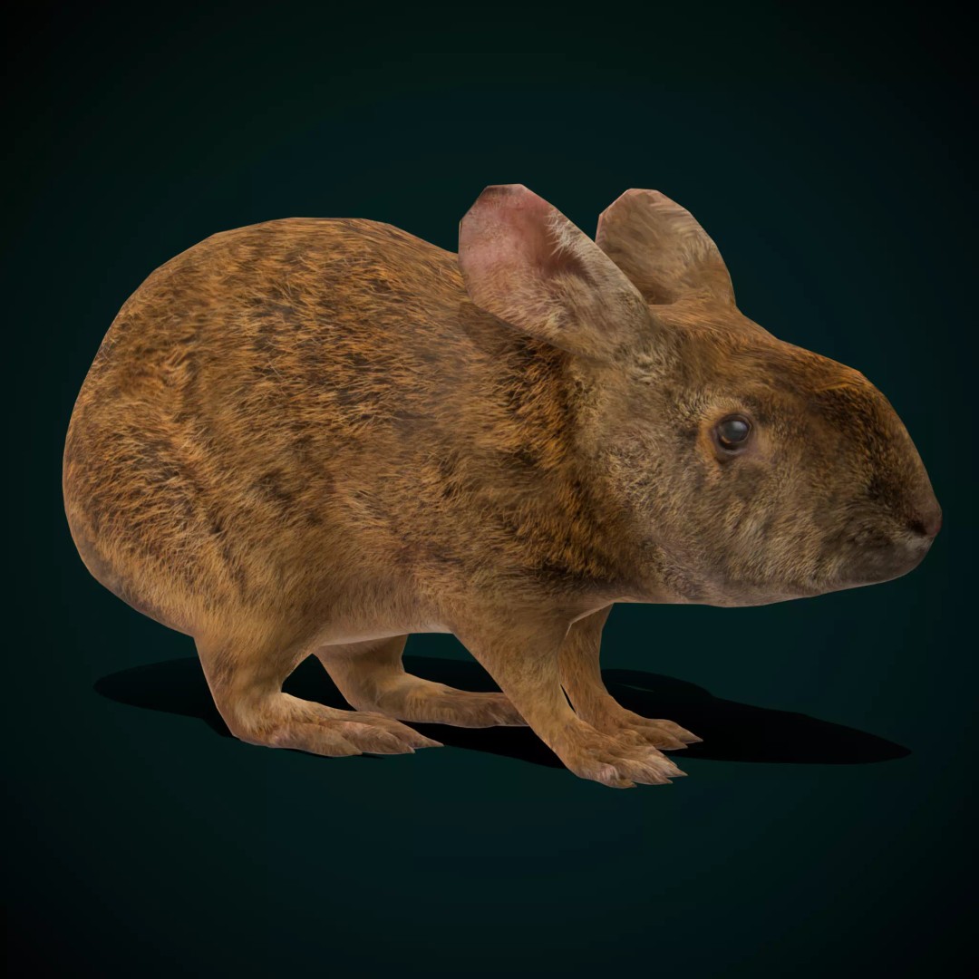 Lower Keys Marsh Rabbit 3D Model – Low Poly Game Asset, FBX, PBR - View 2