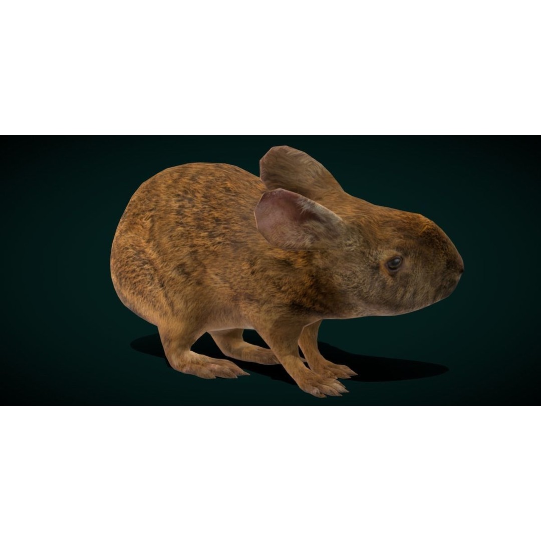 Lower Keys Marsh Rabbit 3D Model – Low Poly Game Asset, FBX, PBR - View 3