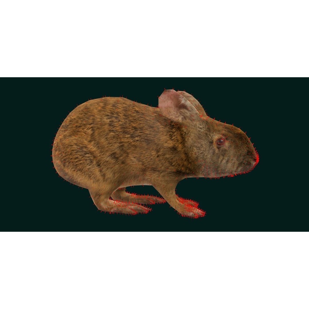 Lower Keys Marsh Rabbit 3D Model – Low Poly Game Asset, FBX, PBR - View 6