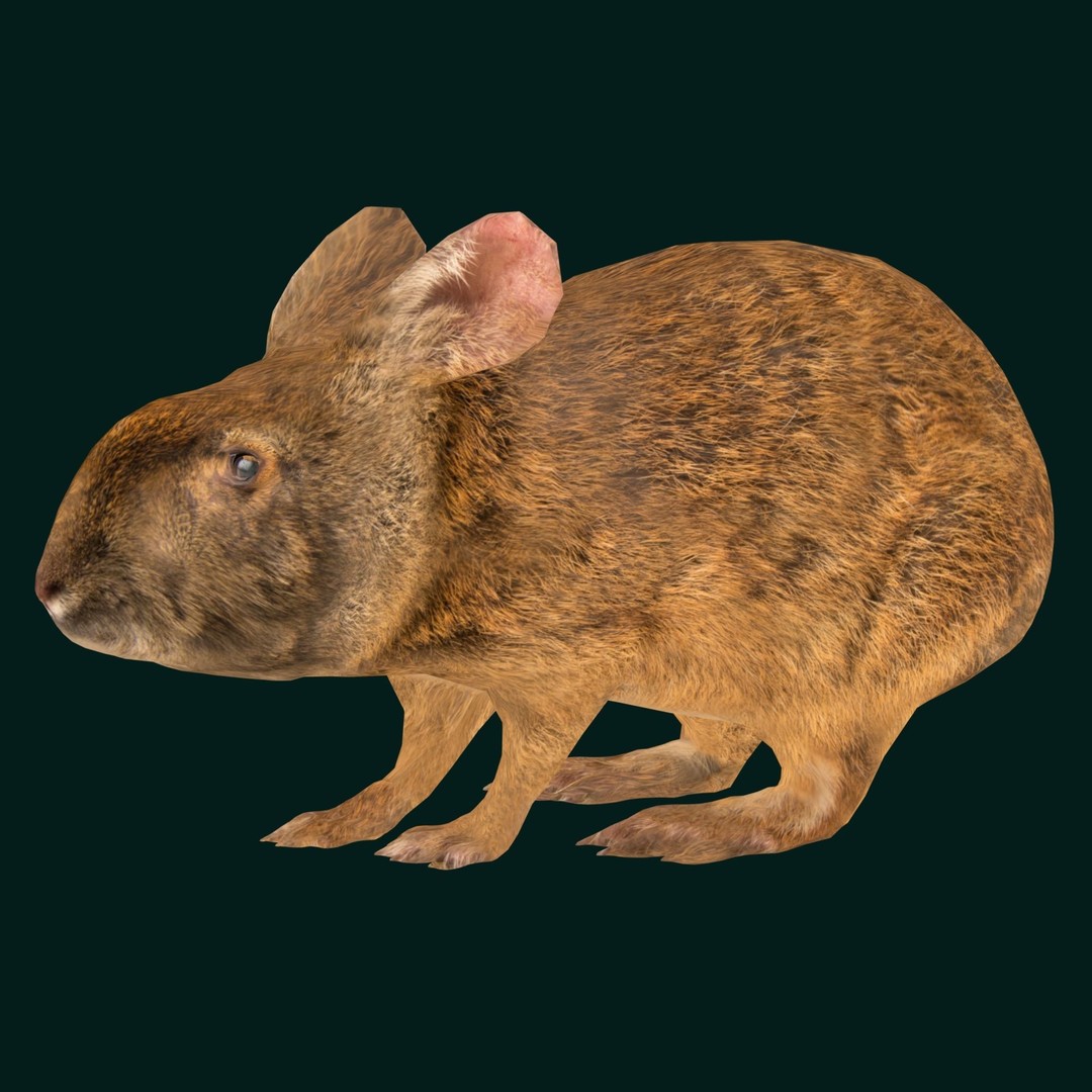 Lower Keys Marsh Rabbit 3D Model – Low Poly Game Asset, FBX, PBR - View 9
