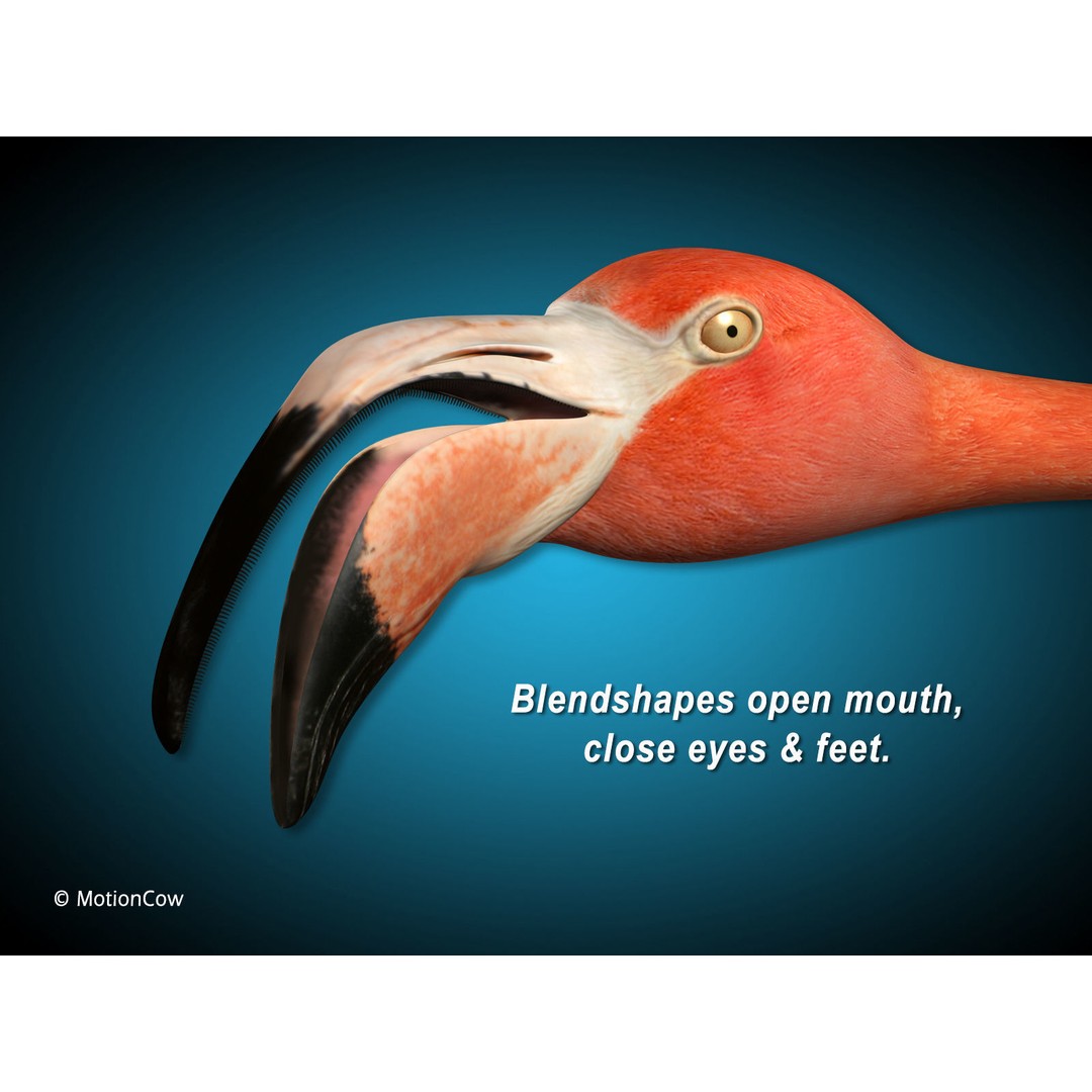 Flamingo 3D Model – Realistic Animated Rigged Flying Bird, FBX - View 10