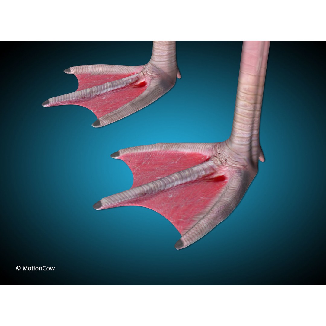 Flamingo 3D Model – Realistic Animated Rigged Flying Bird, FBX - View 11