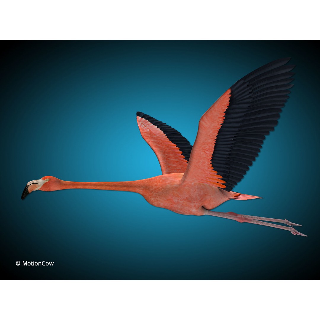 Flamingo 3D Model – Realistic Animated Rigged Flying Bird, FBX - View 12