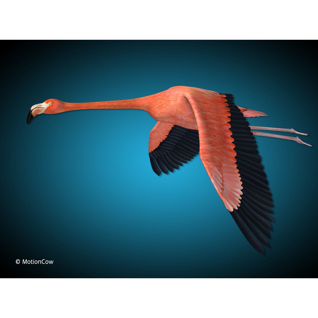 Flamingo 3D Model – Realistic Animated Rigged Flying Bird, FBX - View 13