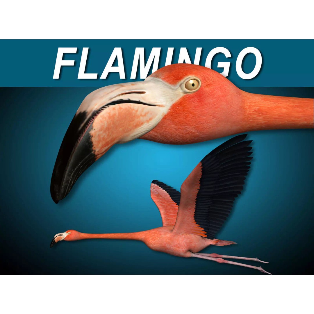Flamingo 3D Model – Realistic Animated Rigged Flying Bird, FBX - View 2