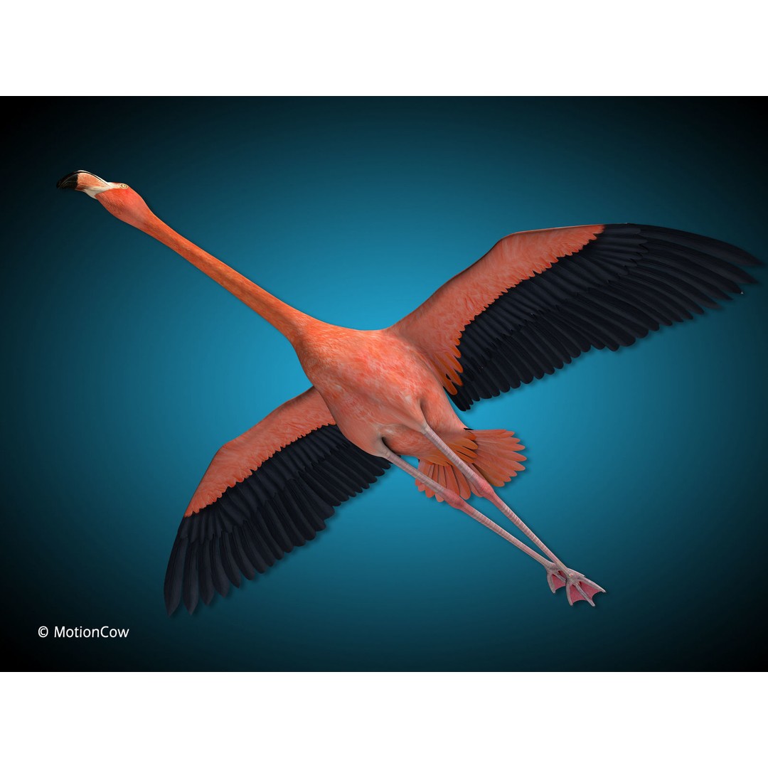 Flamingo 3D Model – Realistic Animated Rigged Flying Bird, FBX - View 3