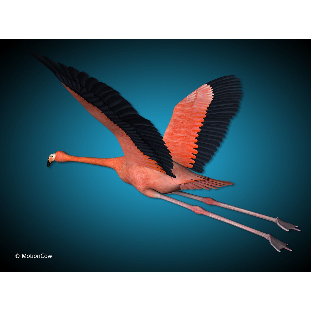 Flamingo 3D Model – Realistic Animated Rigged Flying Bird, FBX - View 4