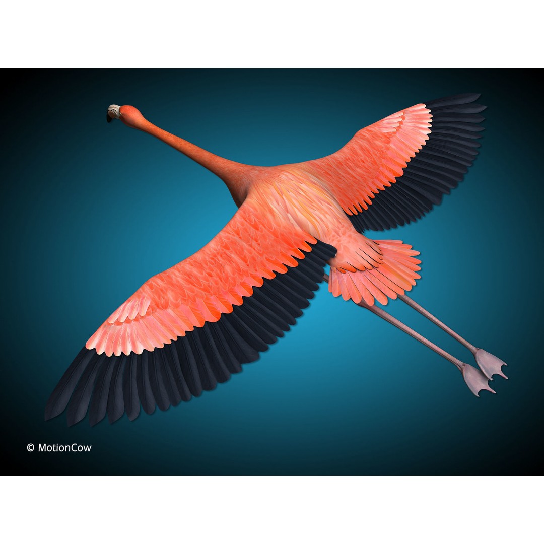 Flamingo 3D Model – Realistic Animated Rigged Flying Bird, FBX - View 5