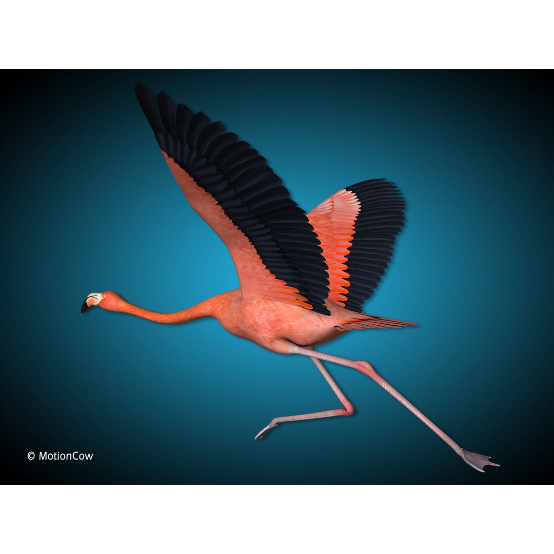 Flamingo 3D Model – Realistic Animated Rigged Flying Bird, FBX - View 6