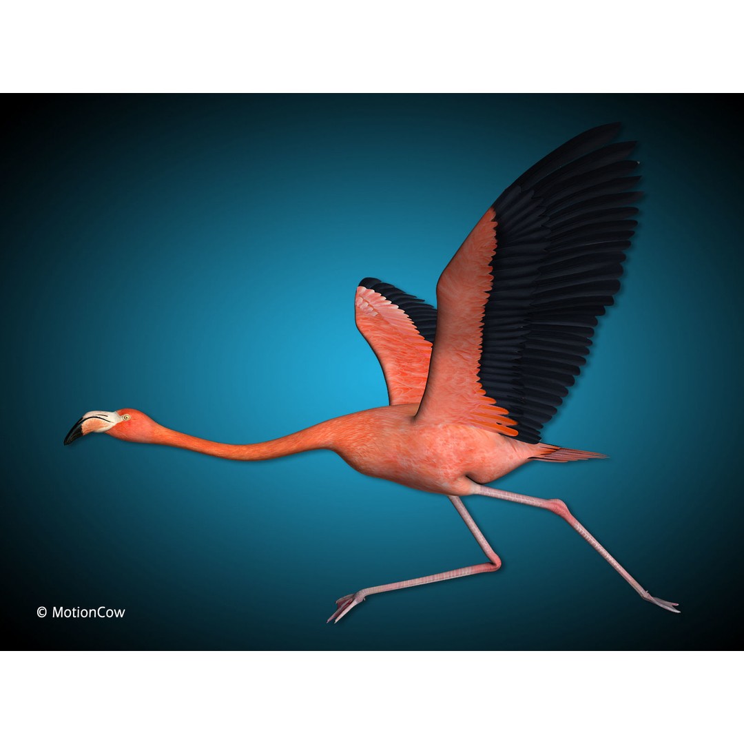 Flamingo 3D Model – Realistic Animated Rigged Flying Bird, FBX - View 7