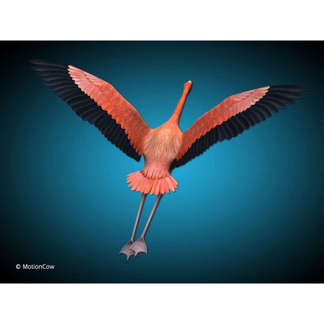 Flamingo 3D Model – Realistic Animated Rigged Flying Bird, FBX - View 8