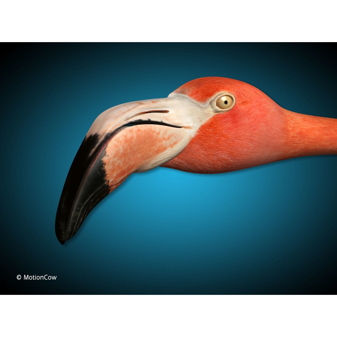 Flamingo 3D Model – Realistic Animated Rigged Flying Bird, FBX - View 9