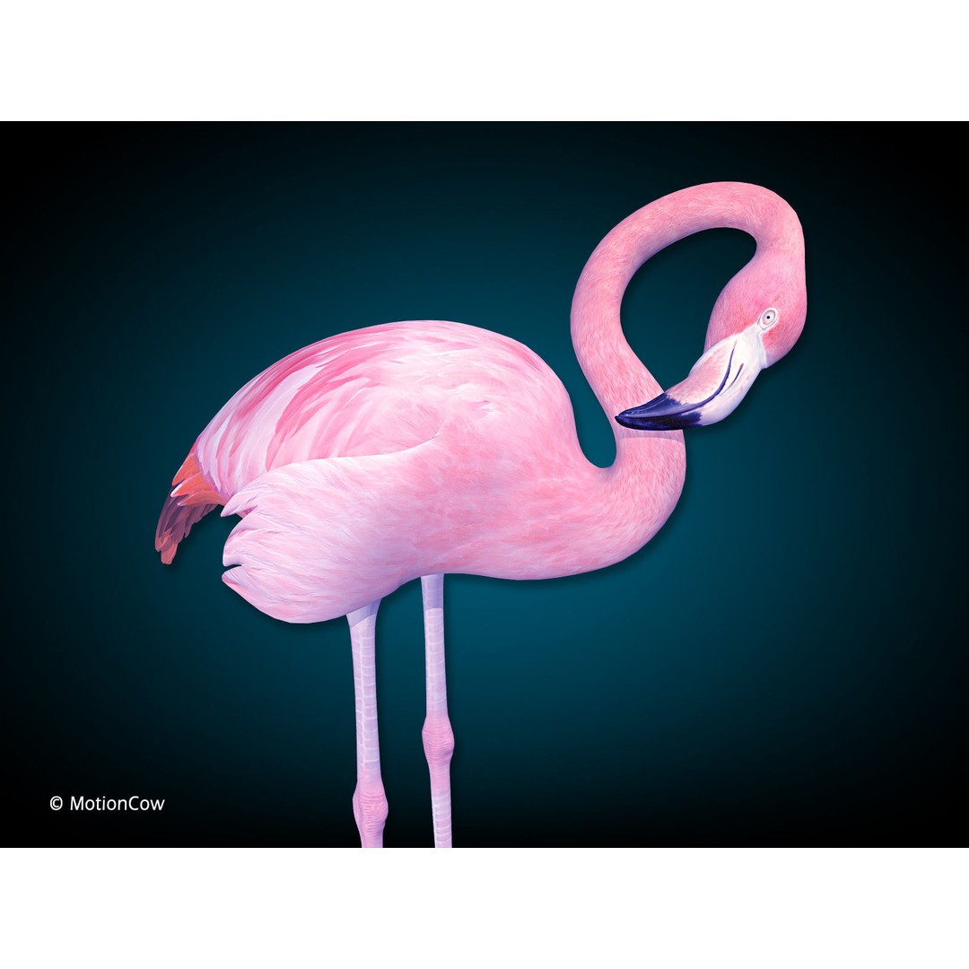 Flamingo 3D Model – Realistic Rigged Animation Asset, FBX - View 10