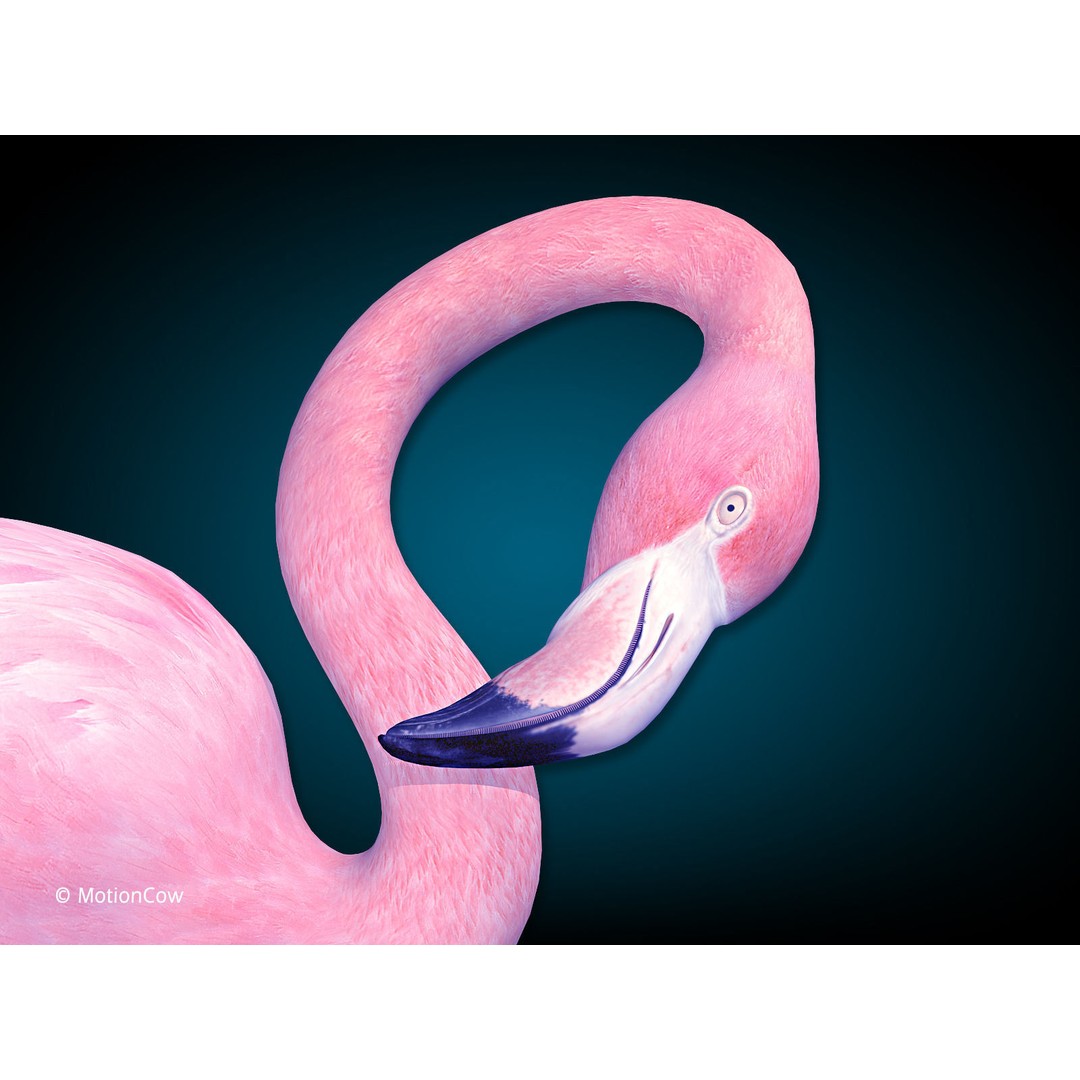 Flamingo 3D Model – Realistic Rigged Animation Asset, FBX - View 11
