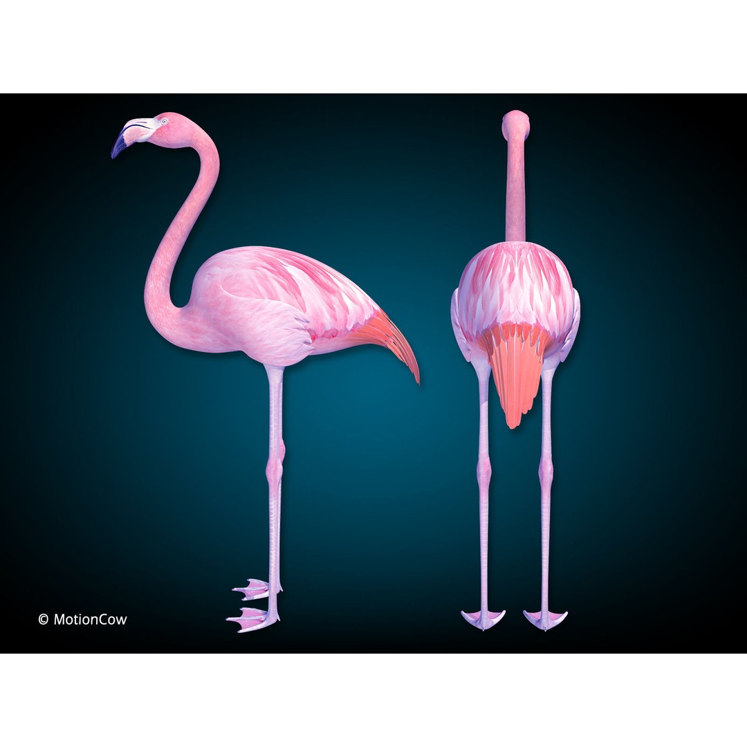 Flamingo 3D Model – Realistic Rigged Animation Asset, FBX - View 12