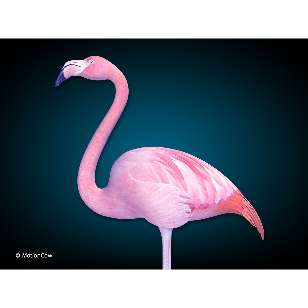 Flamingo 3D Model – Realistic Rigged Animation Asset, FBX - View 13