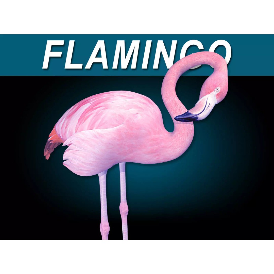 Flamingo 3D Model – Realistic Rigged Animation Asset, FBX - View 2