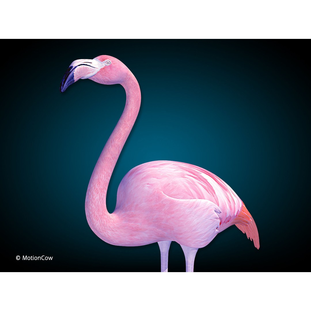 Flamingo 3D Model – Realistic Rigged Animation Asset, FBX - View 3