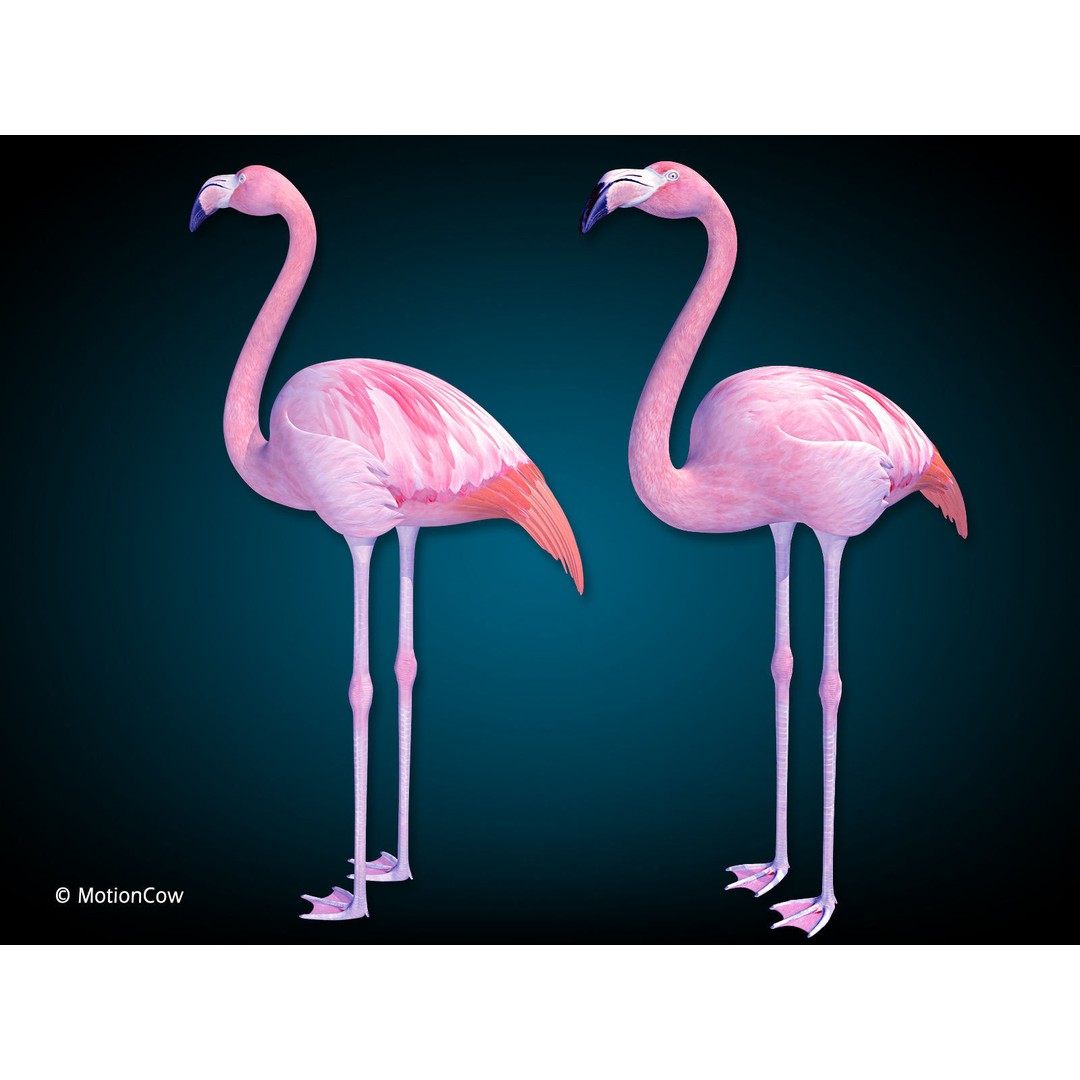 Flamingo 3D Model – Realistic Rigged Animation Asset, FBX - View 4