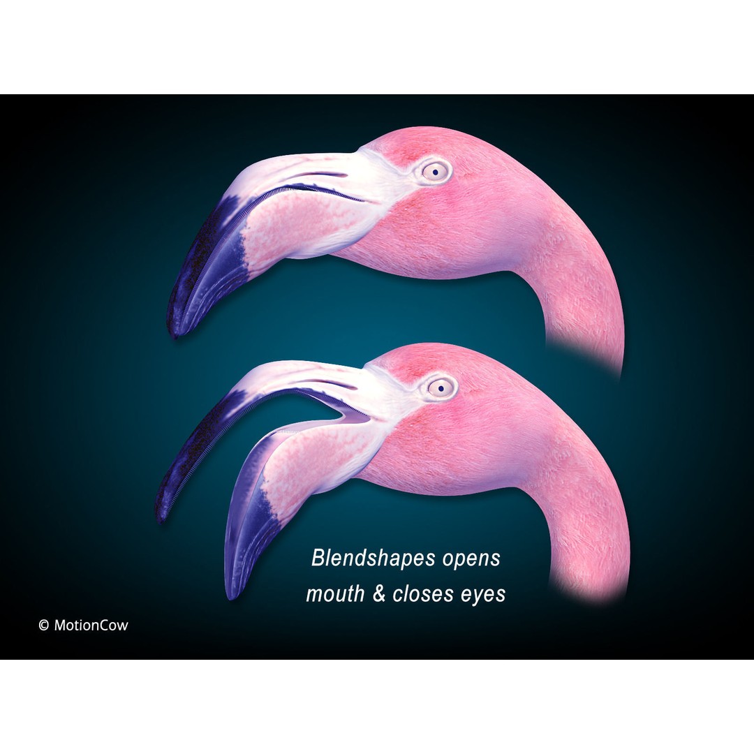 Flamingo 3D Model – Realistic Rigged Animation Asset, FBX - View 5