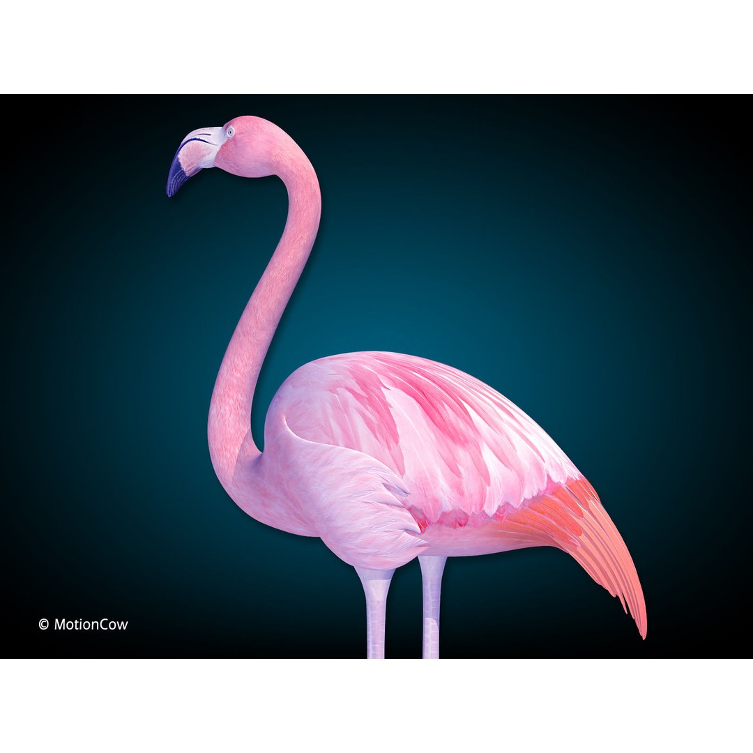 Flamingo 3D Model – Realistic Rigged Animation Asset, FBX - View 6
