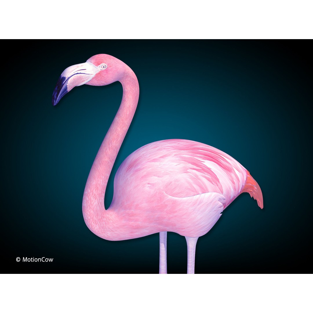 Flamingo 3D Model – Realistic Rigged Animation Asset, FBX - View 7