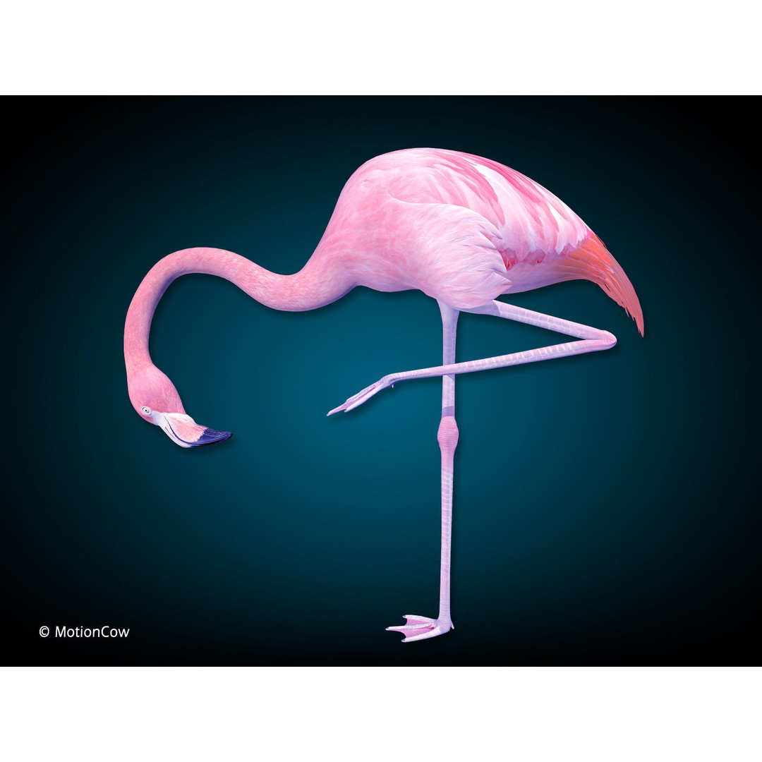 Flamingo 3D Model – Realistic Rigged Animation Asset, FBX - View 8