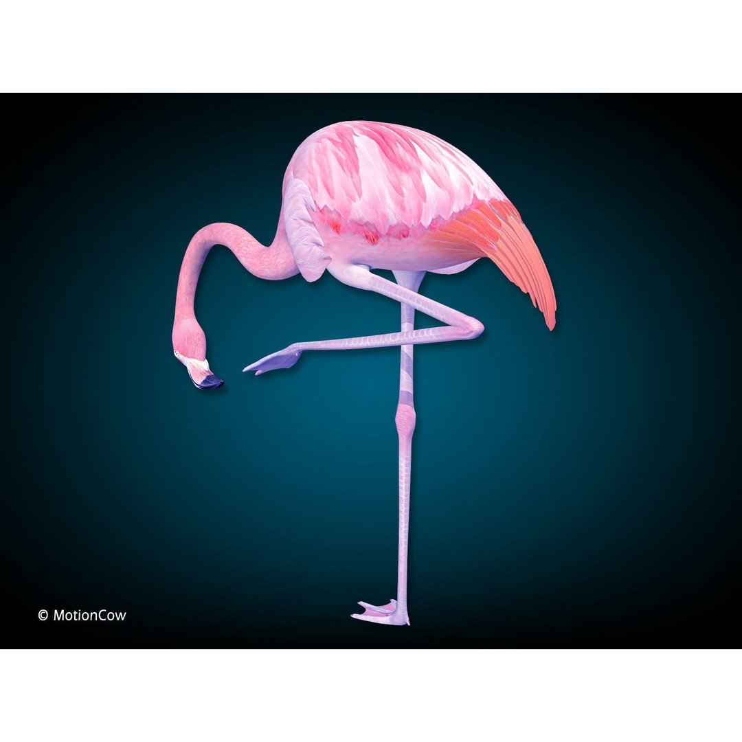 Flamingo 3D Model – Realistic Rigged Animation Asset, FBX - View 9
