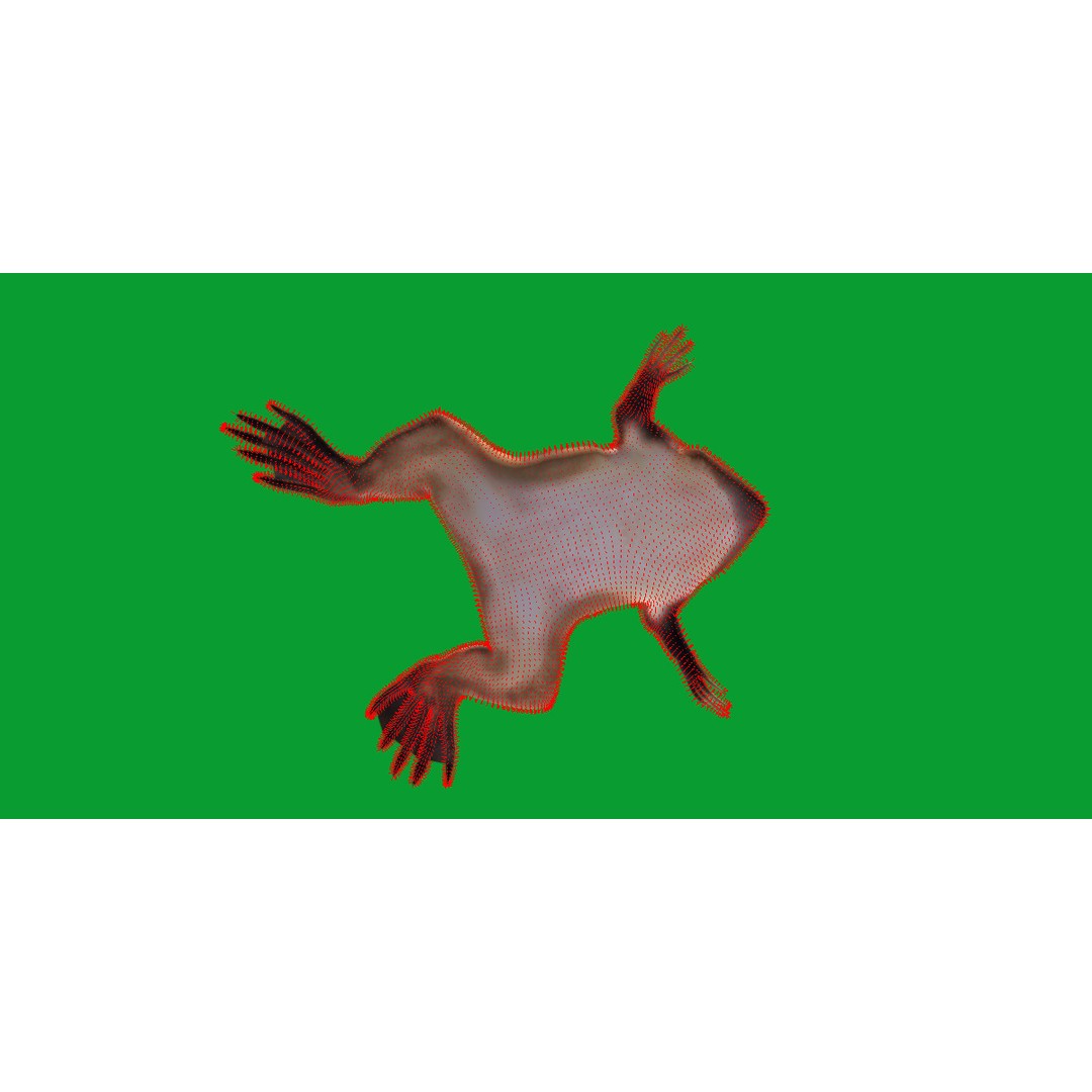 Surinam Toad 3D Model – Low Poly Game Asset, FBX & Blender Formats - View 17