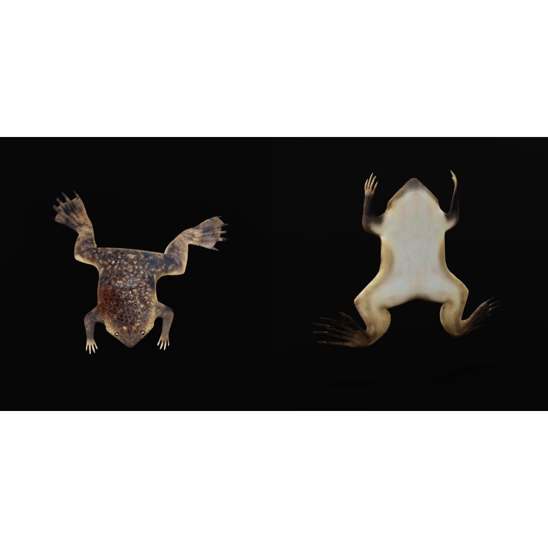 Surinam Toad 3D Model – Low Poly Game Asset, FBX & Blender Formats - View 3
