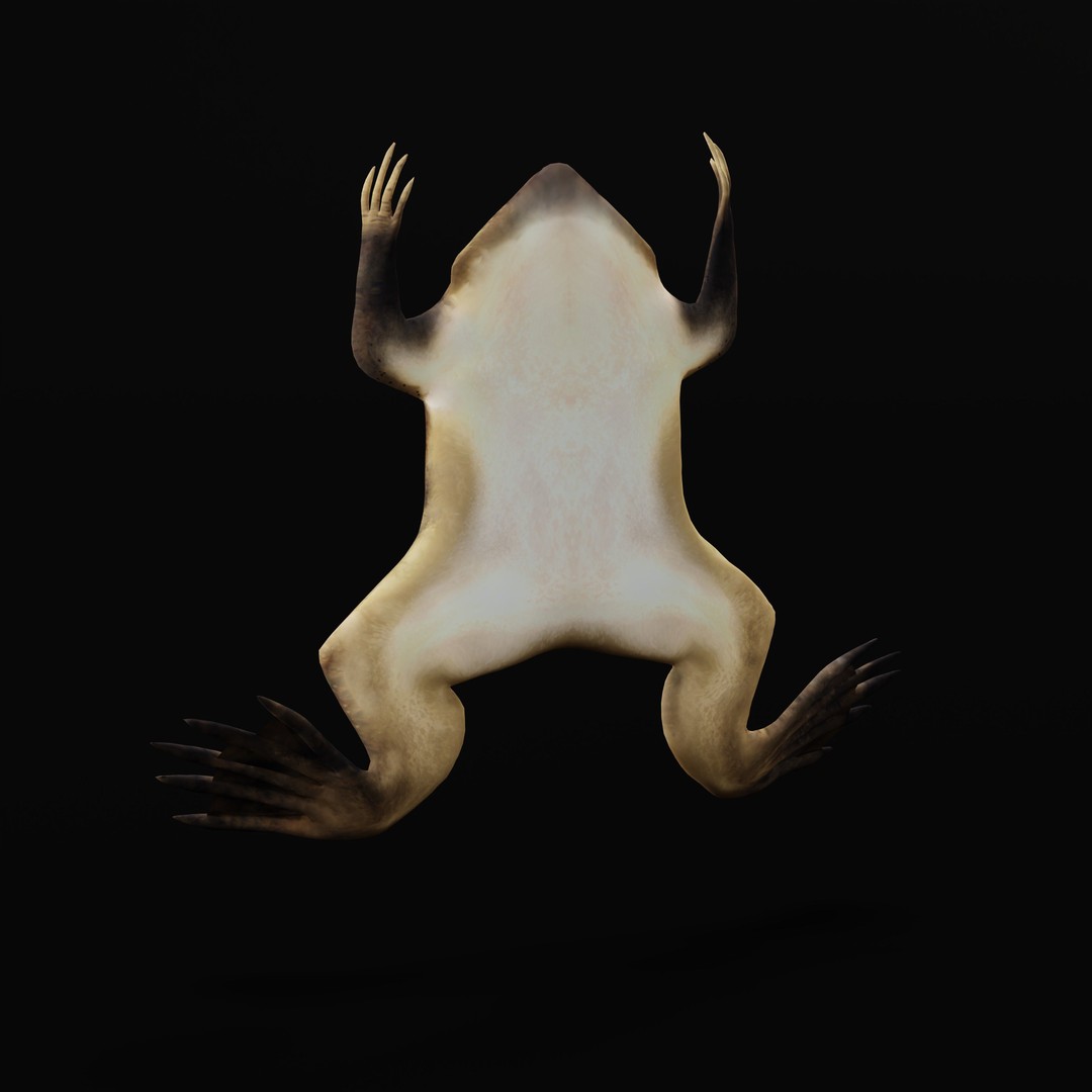 Surinam Toad 3D Model – Low Poly Game Asset, FBX & Blender Formats - View 31