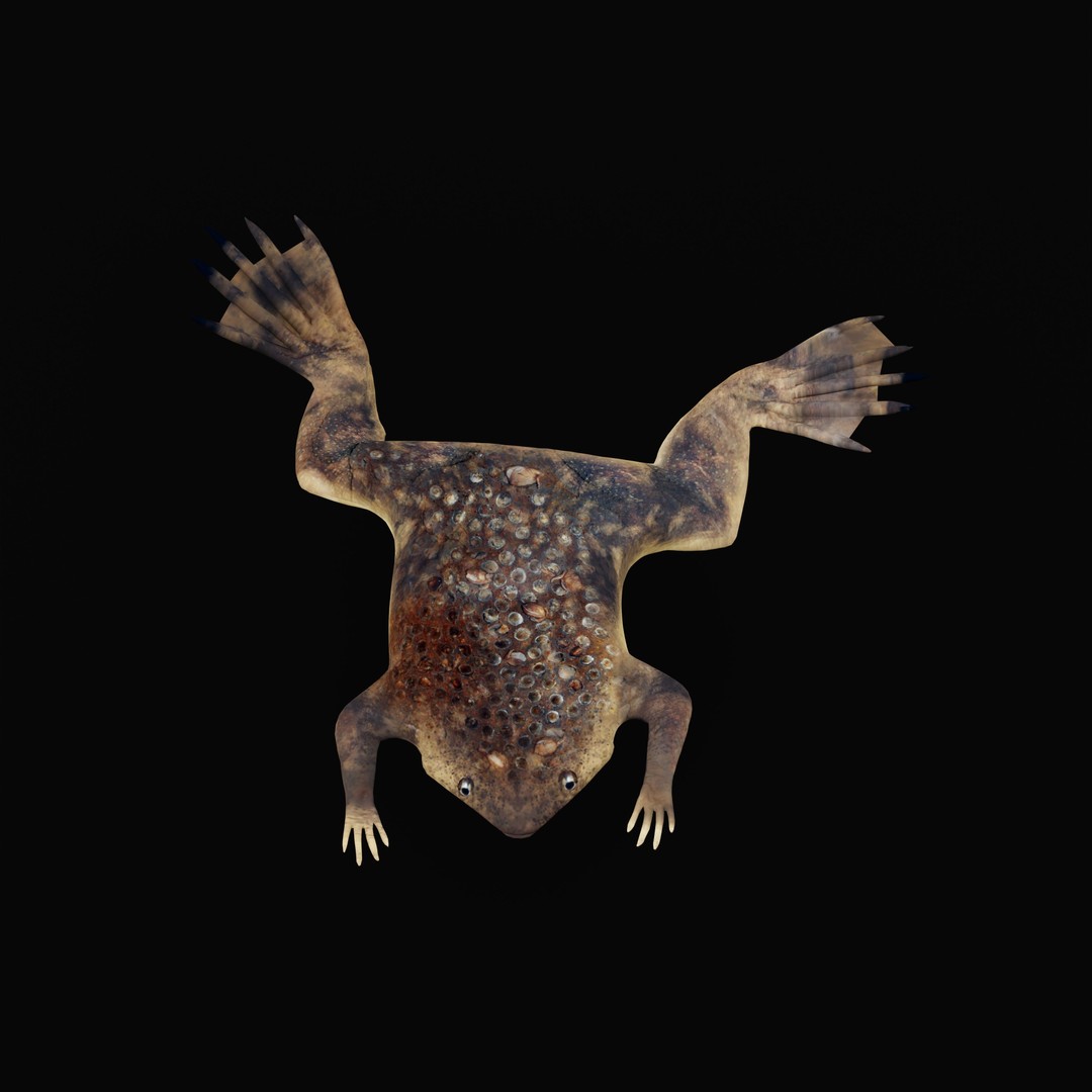Surinam Toad 3D Model – Low Poly Game Asset, FBX & Blender Formats - View 33