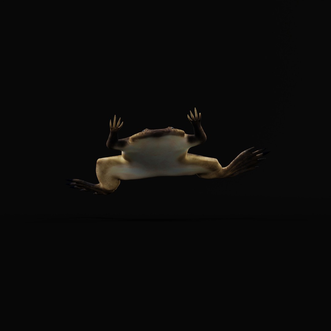 Surinam Toad 3D Model – Low Poly Game Asset, FBX & Blender Formats - View 34