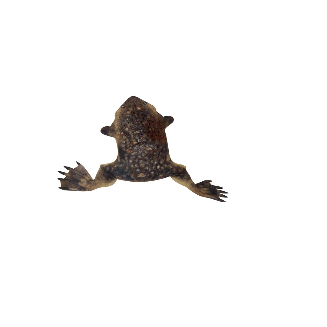 Surinam Toad 3D Model – Low Poly Game Asset, FBX & Blender Formats - View 5