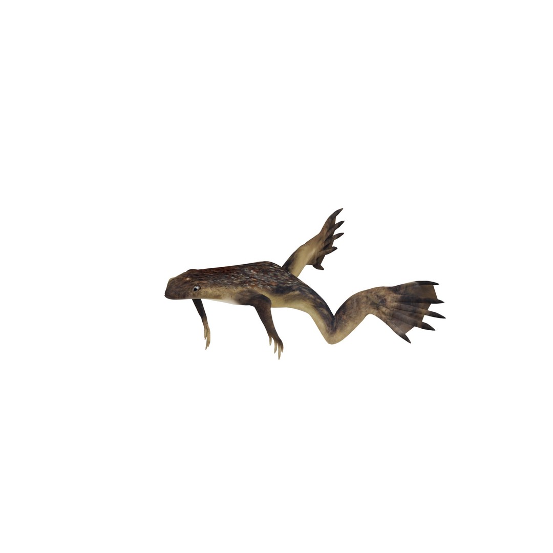Surinam Toad 3D Model – Low Poly Game Asset, FBX & Blender Formats - View 6