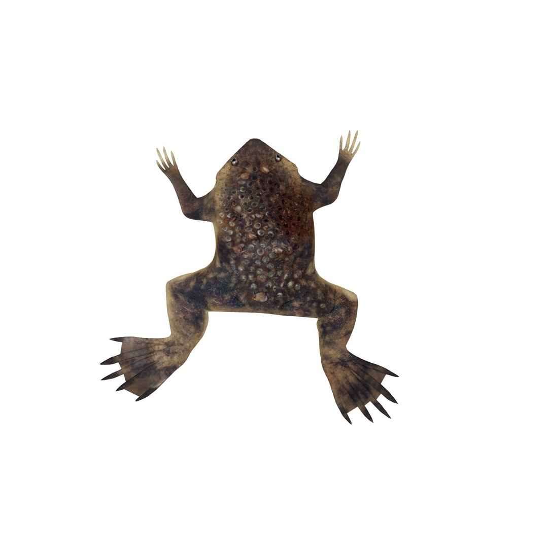 Surinam Toad 3D Model – Low Poly Game Asset, FBX & Blender Formats - View 7