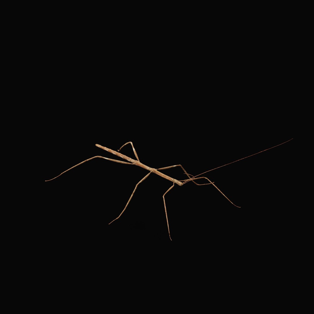 Giant Stick Insect 3D Model – Low Poly Game Ready, FBX, PBR