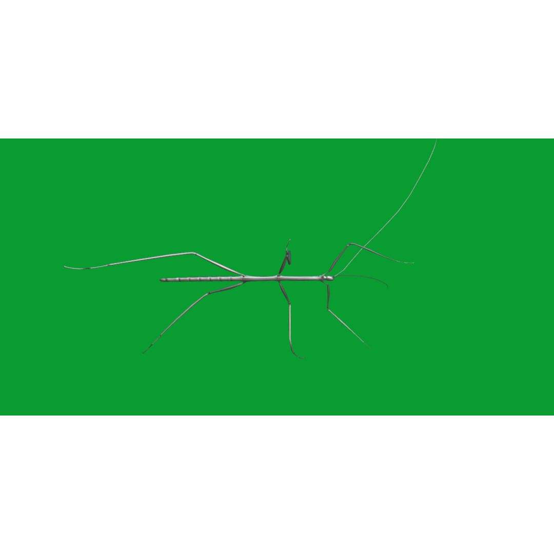 Giant Stick Insect 3D Model – Low Poly Game Ready, FBX, PBR - View 10