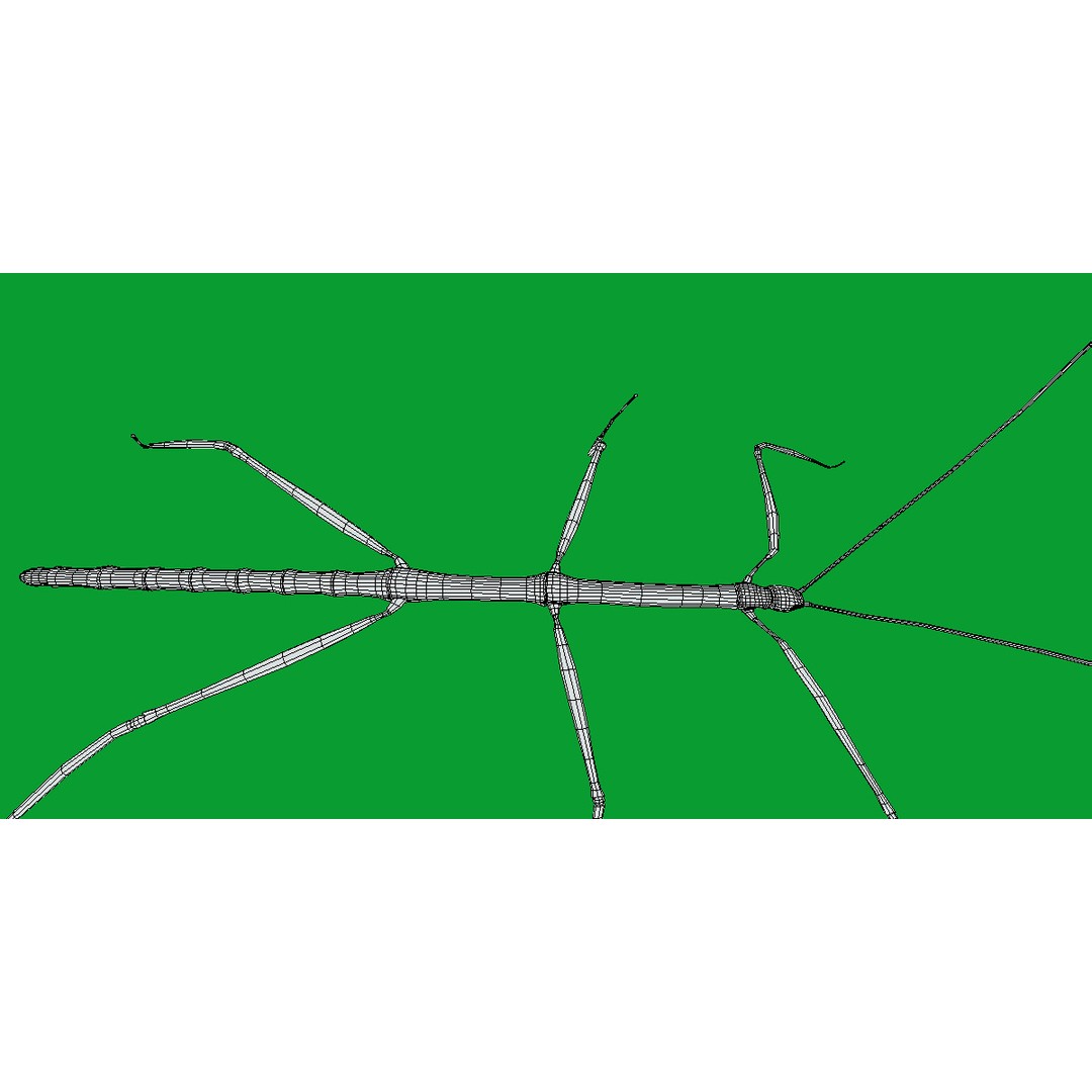 Giant Stick Insect 3D Model – Low Poly Game Ready, FBX, PBR - View 11