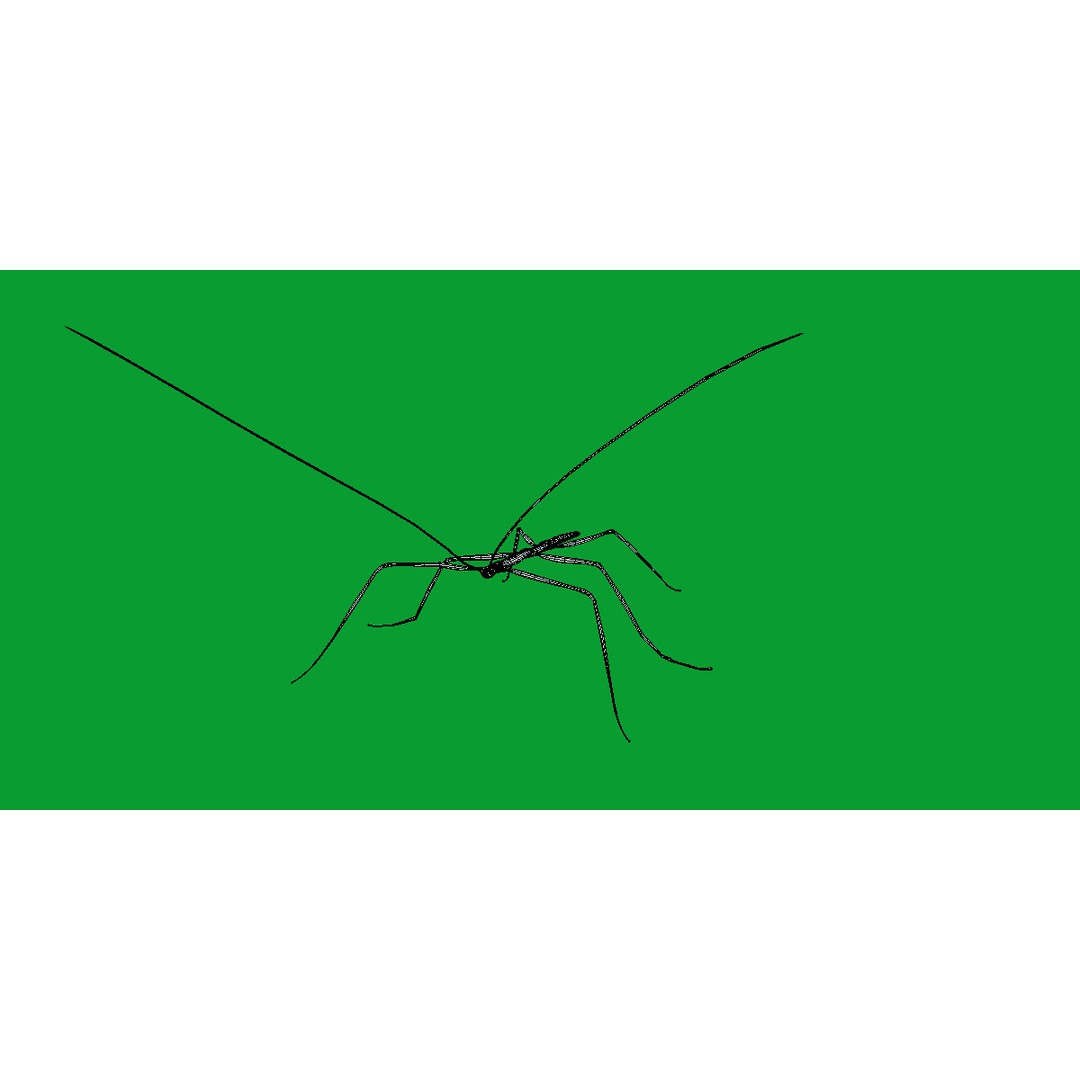 Giant Stick Insect 3D Model – Low Poly Game Ready, FBX, PBR - View 12
