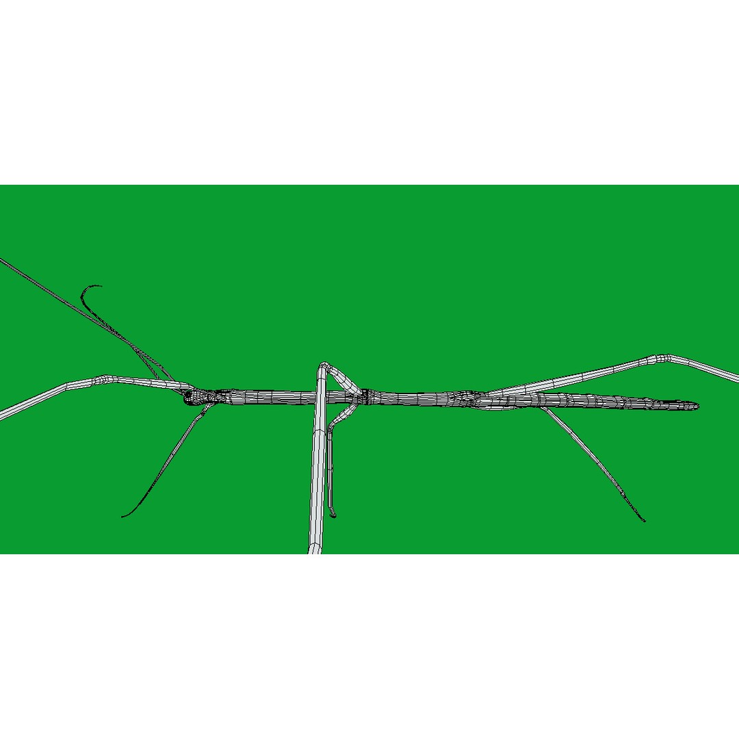 Giant Stick Insect 3D Model – Low Poly Game Ready, FBX, PBR - View 13