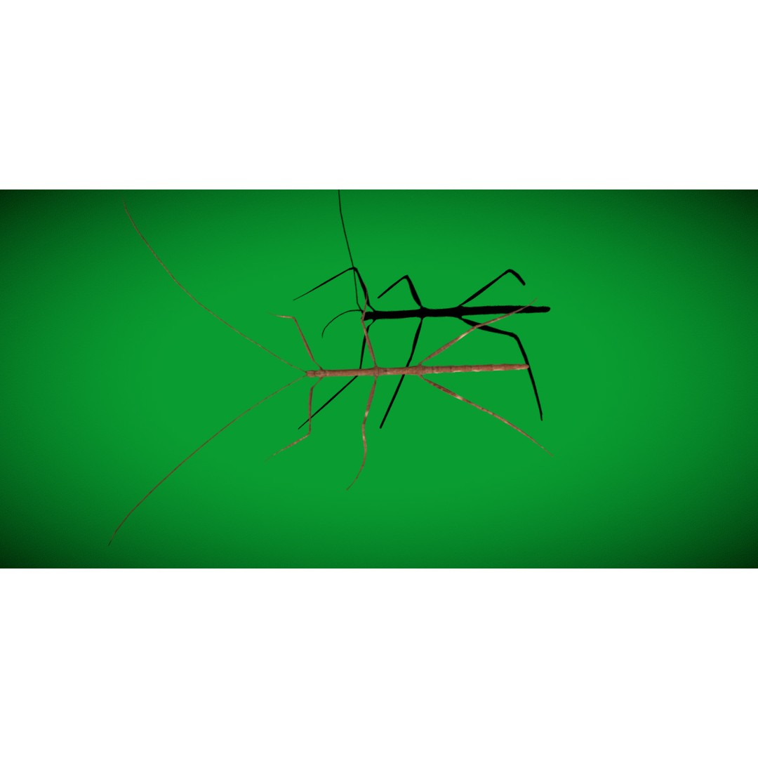 Giant Stick Insect 3D Model – Low Poly Game Ready, FBX, PBR - View 14