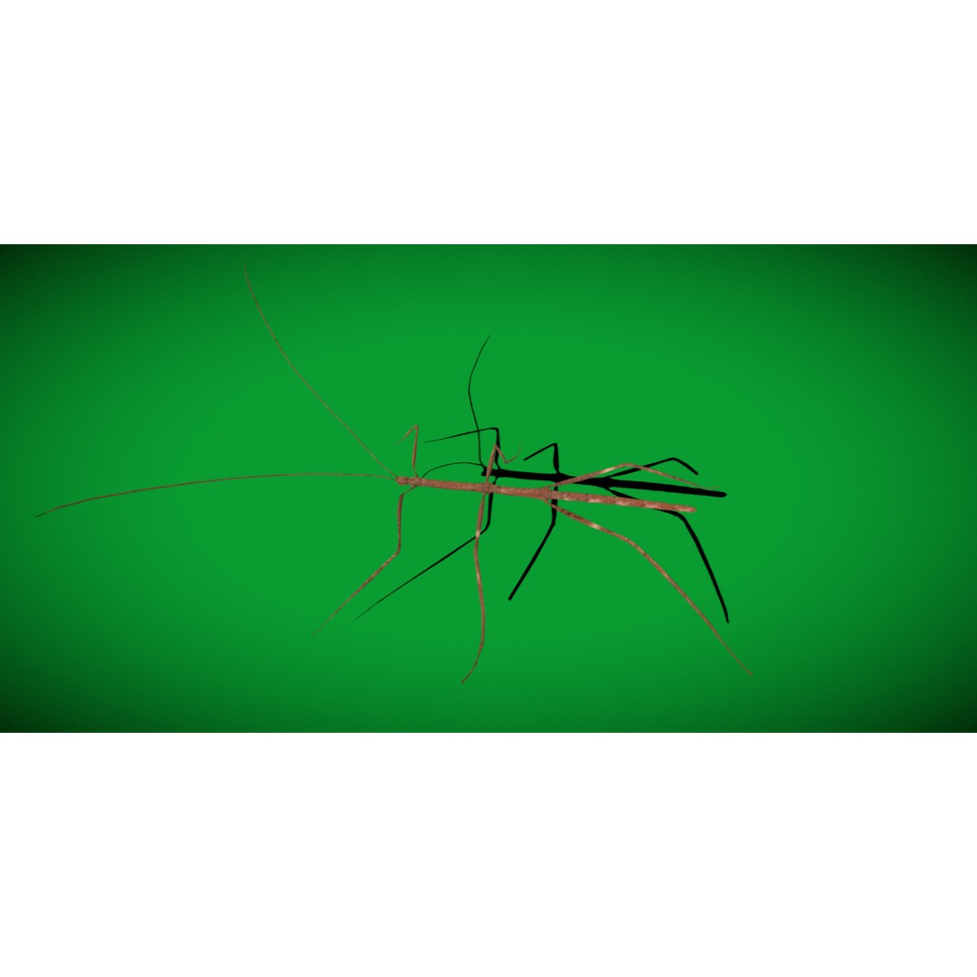 Giant Stick Insect 3D Model – Low Poly Game Ready, FBX, PBR - View 19