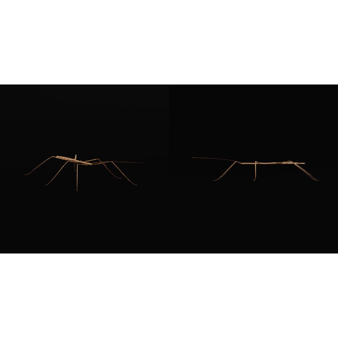 Giant Stick Insect 3D Model – Low Poly Game Ready, FBX, PBR - View 22