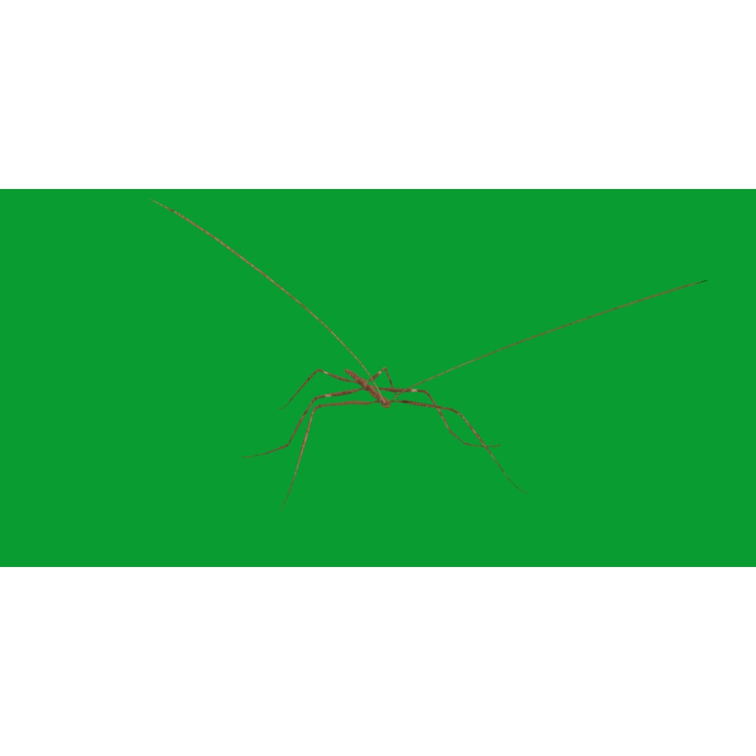 Giant Stick Insect 3D Model – Low Poly Game Ready, FBX, PBR - View 26